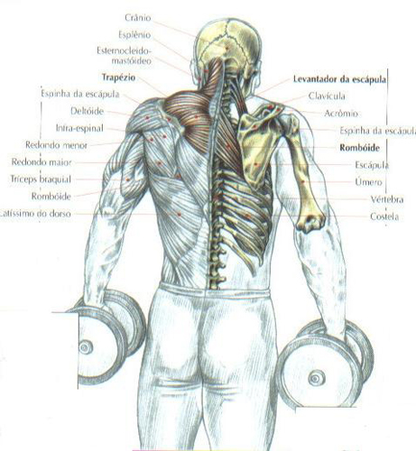 https://www.personaltrainers.com.br/images/exercicios/ombro_encolhimento.jpg