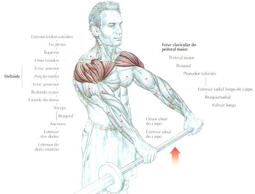 https://www.personaltrainers.com.br/images/exercicios/ombro_elevafrontal.jpg