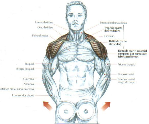 https://www.personaltrainers.com.br/images/exercicios/ombro_elevalateral.jpg