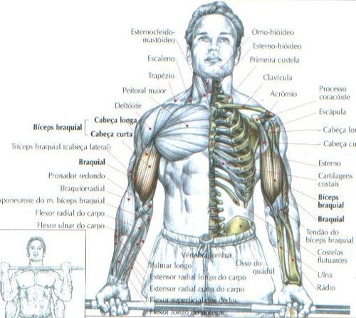 https://www.personaltrainers.com.br/images/exercicios/bicpes_rosca.jpg