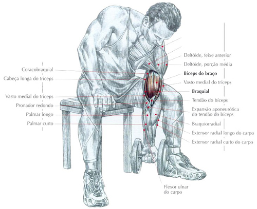 https://www.personaltrainers.com.br/images/exercicios/bicpes_roscaconcentrada.jpg