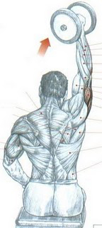https://www.personaltrainers.com.br/images/exercicios/triceps_frances.jpg