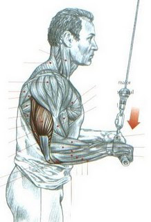 https://www.personaltrainers.com.br/images/exercicios/triceps_pulley.jpg