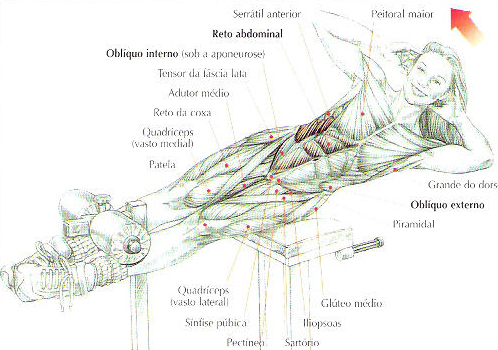 https://www.personaltrainers.com.br/images/exercicios/flexao_lateral_tronco.jpg