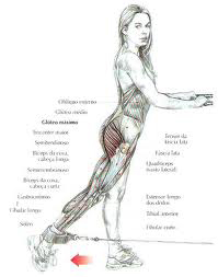 https://www.personaltrainers.com.br/images/exercicios/gluteo_coice.jpg