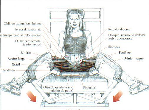 https://www.personaltrainers.com.br/images/exercicios/coxa_adutora.jpg