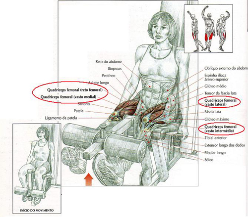 https://www.personaltrainers.com.br/images/exercicios/coxa_extensora.jpg