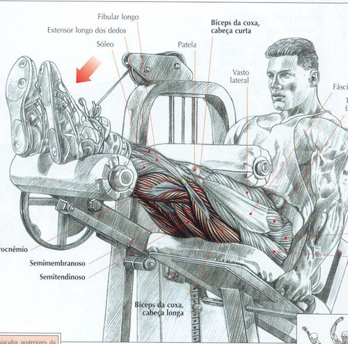 https://www.personaltrainers.com.br/images/exercicios/coxa_flexora.jpg