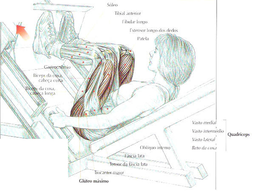 https://www.personaltrainers.com.br/images/exercicios/coxa_legpress.jpg