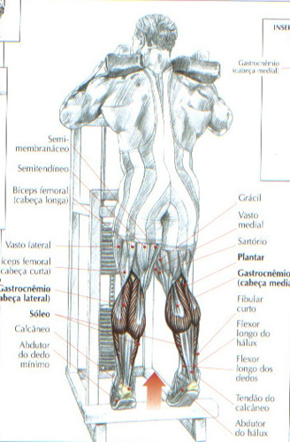 https://www.personaltrainers.com.br/images/exercicios/perna_panturrilhape.jpg